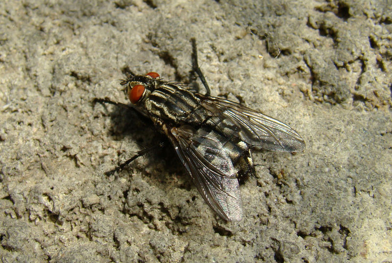 Puk die Stubenfliege Foto &amp; Bild sonstiges, natur Bilder auf