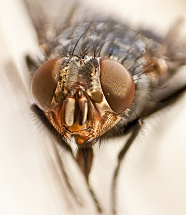 Puk die stubenfliege Foto &amp; Bild tiere, tierdetails, natur Bilder auf