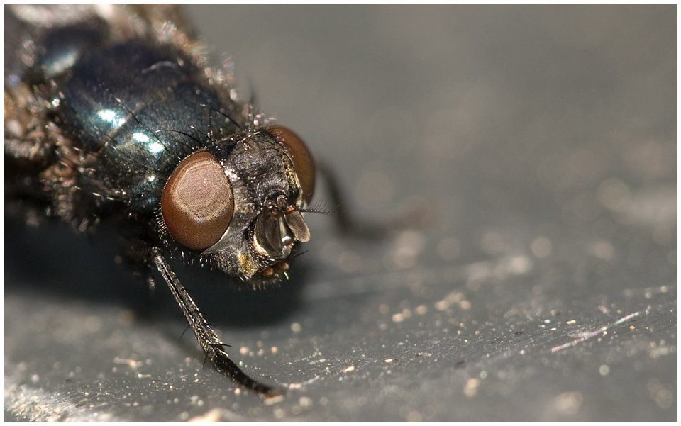 PUK Die Stubenfliege II Foto &amp; Bild tiere, wildlife, insekten