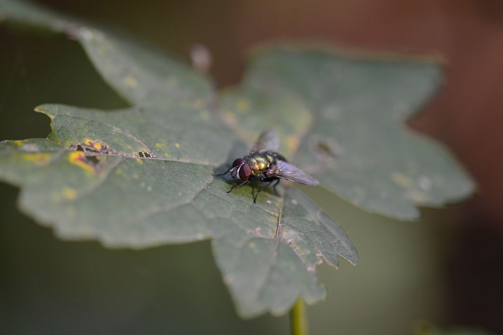 Puk hat Ausgang Foto & Bild | wald, makro, bäume Bilder ...