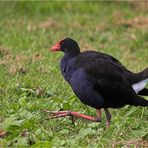 Pukeko