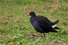 Pukeko