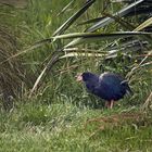 Pukeko