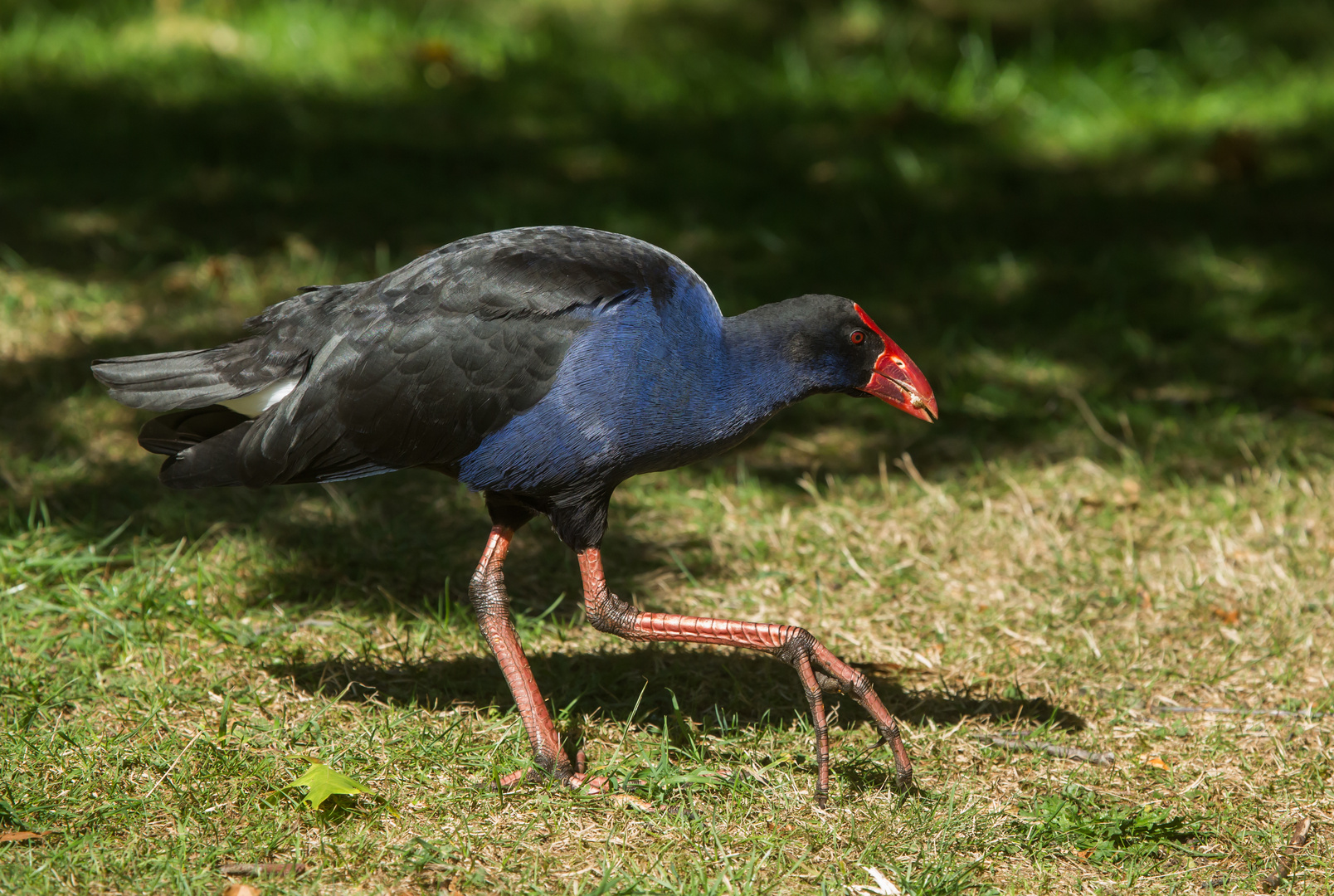 Pukeko Foto & Bild natur, tiere, vögel Bilder auf