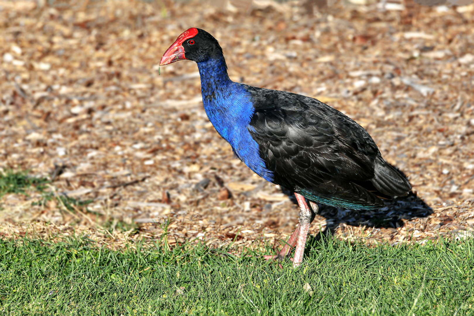 Pukeko