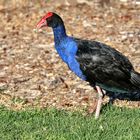 Pukeko