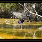 Pukeko