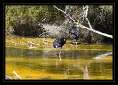 Pukeko