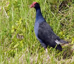 Pukeko   oder etwa ein Tekahe