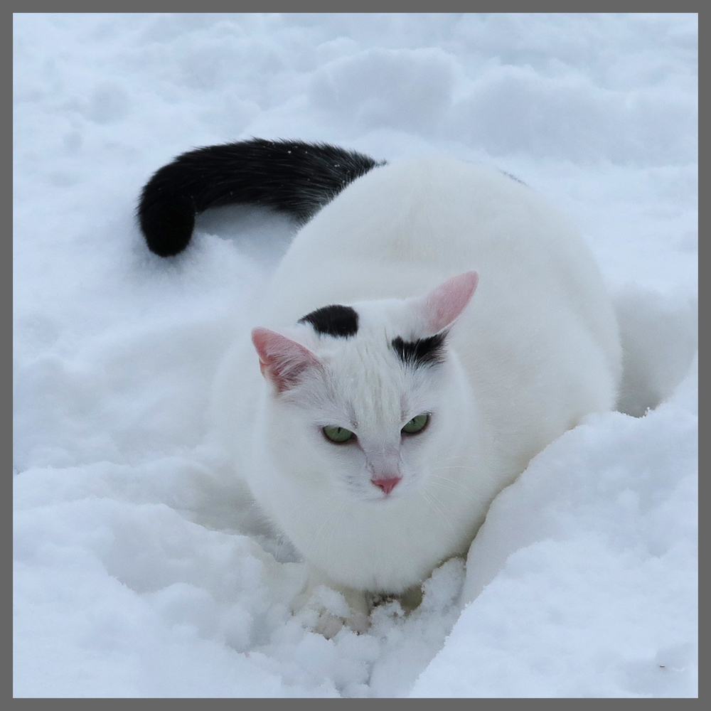 Puki im Schnee