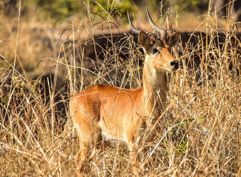 Puku-Gazelle