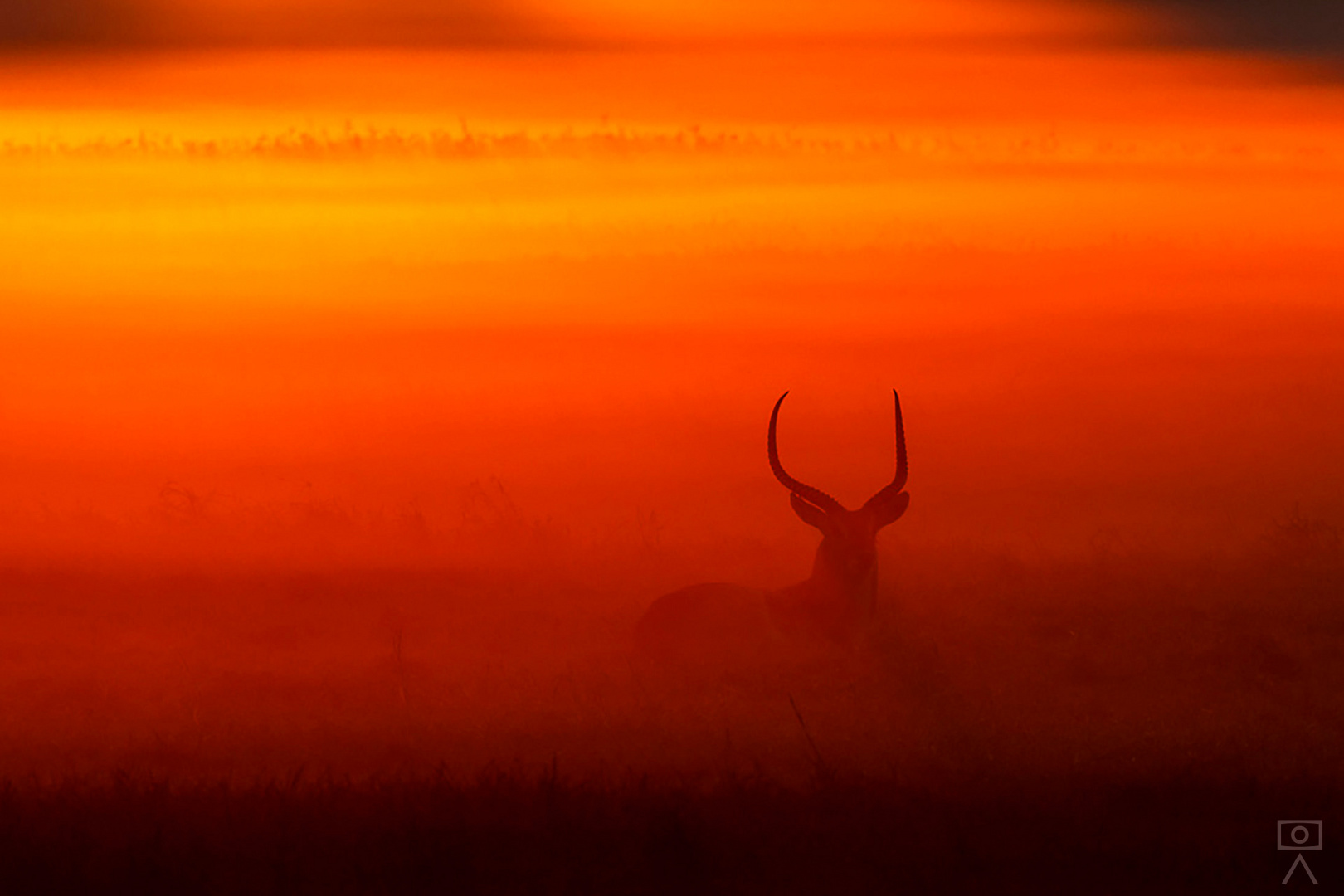 Puku im Morgennebel, Sambia
