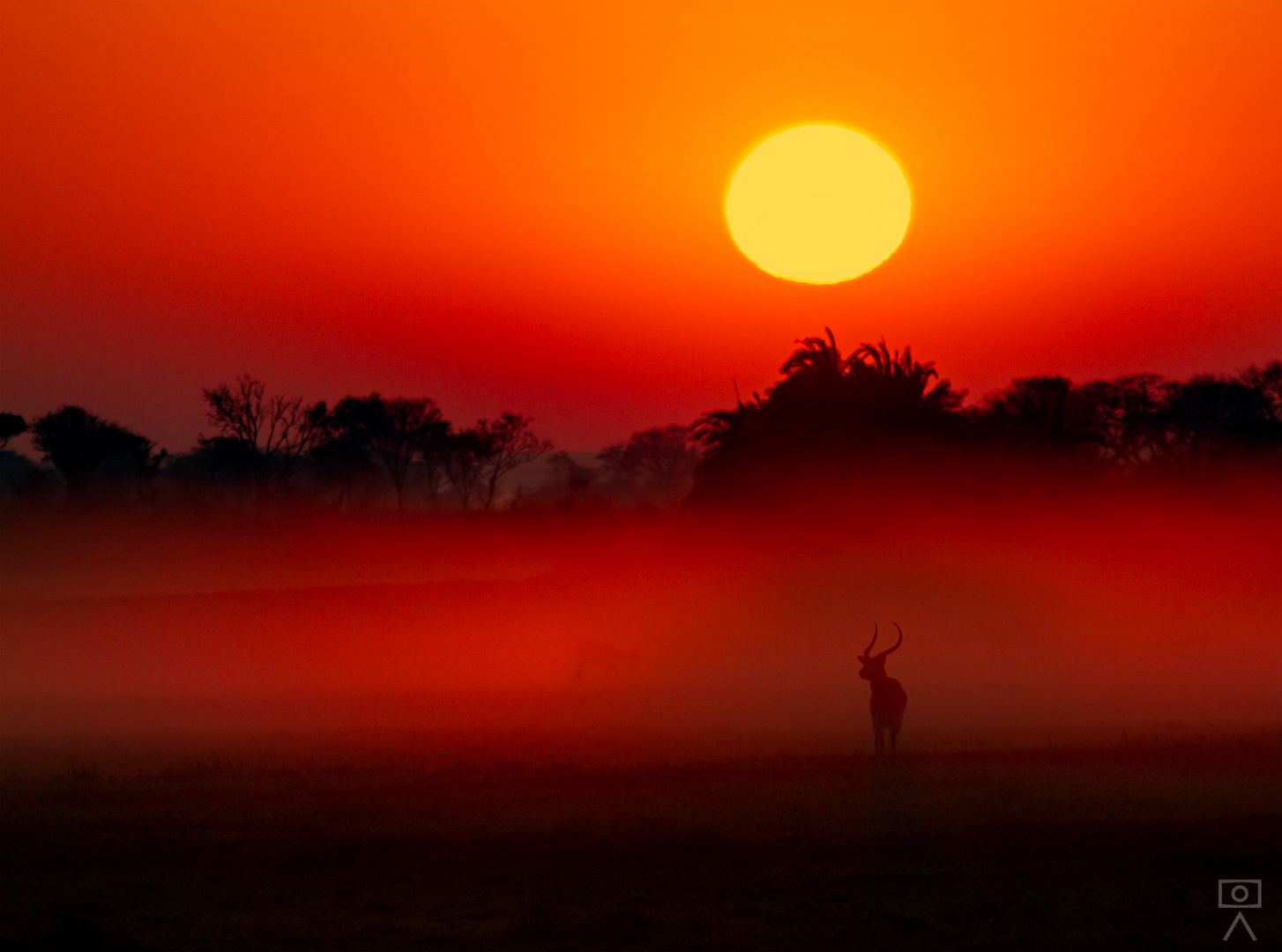 Puku in der Morgensonne, Sambia