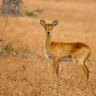 Puku / North-Luangwa NP / 17.06.2013