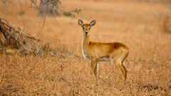 Puku / North-Luangwa NP / 17.06.2013