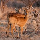 Pukus im Kafue Nationalpark