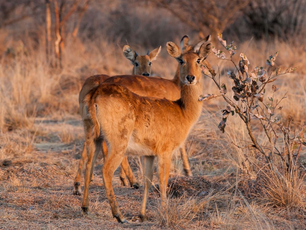 Pukus im Kafue Nationalpark