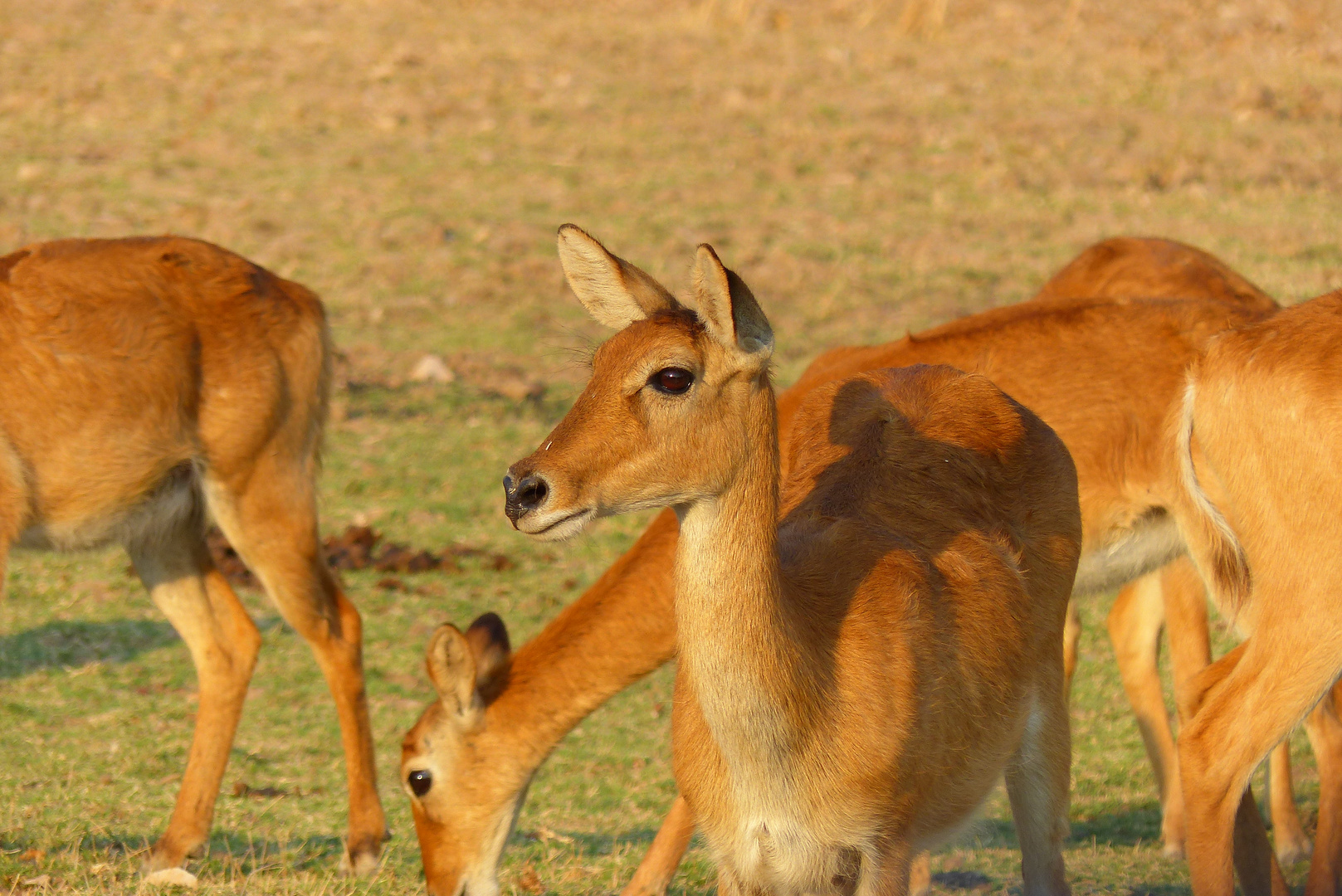 Pukus - Süd Luangwa