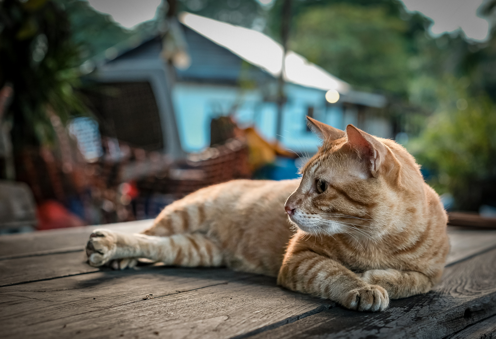 Pulau Ubin (fisherman's cat)