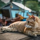 Pulau Ubin (fisherman's cat)