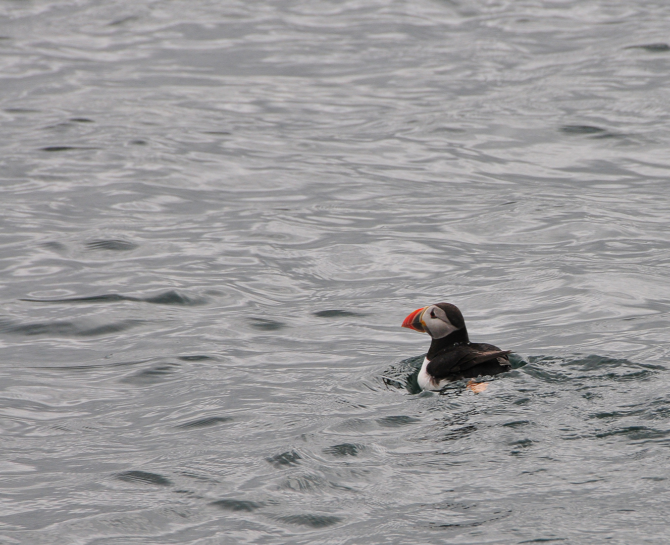 Pulcinella di mare (Puffin)