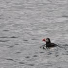 Pulcinella di mare (Puffin)