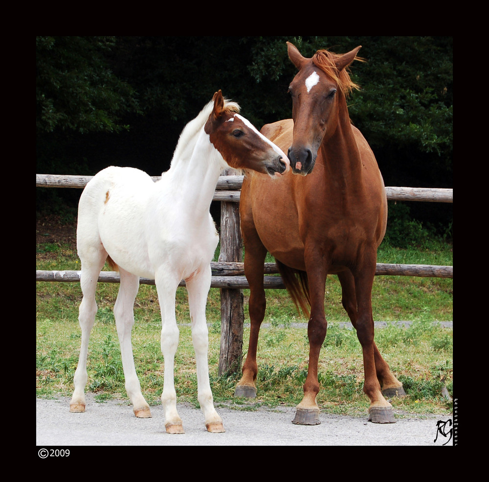 Puledro. Foto Immagini animali, animali allo stato libero, natura