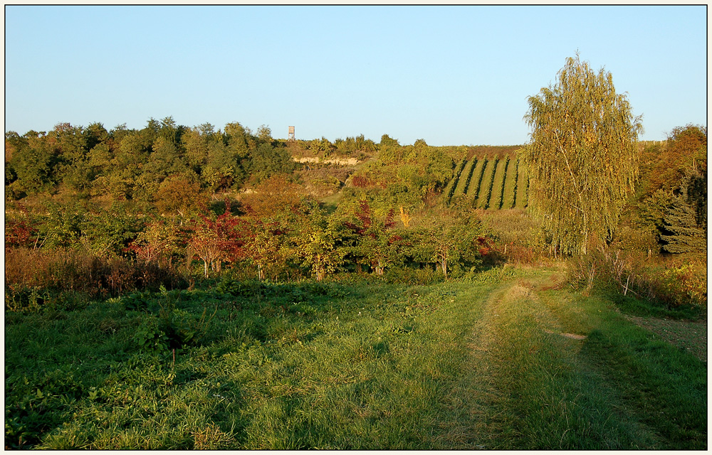 Pulkautaler Weinland