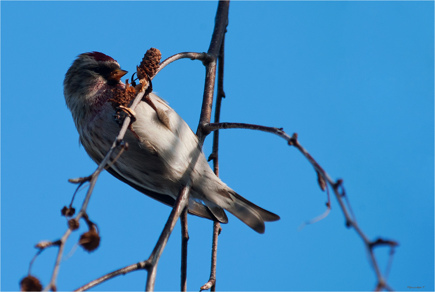 Pull - ups for food :-)