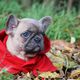 Pulli - Bully