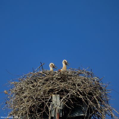Pulli in attesa della merenda