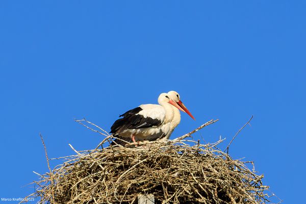 Pullo cresciuto e genitore