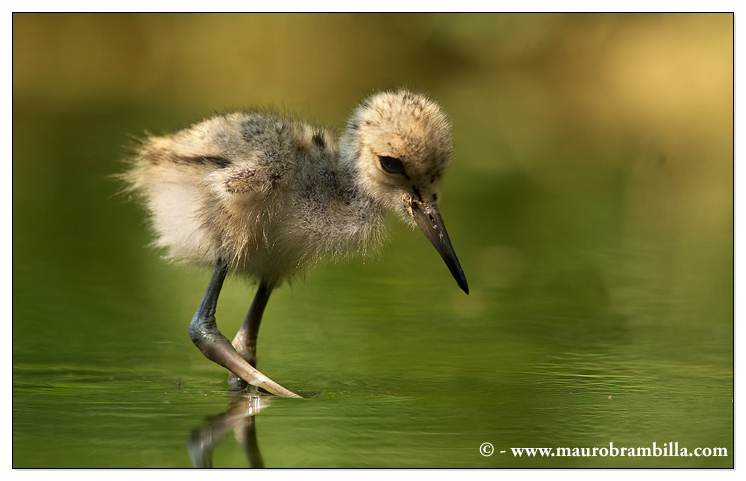 Pullo di Cavaliere d'Italia....