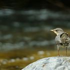 Pullo di Merlo Acquaiolo