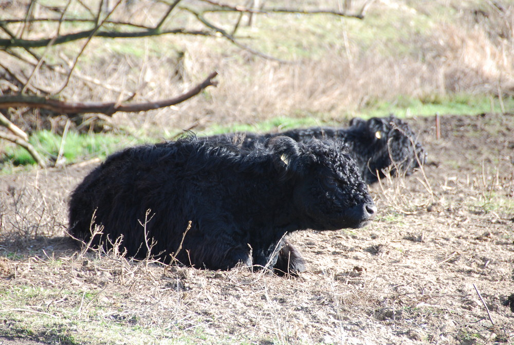 "Pulloverkühe"