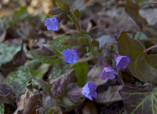 Pulmonaria