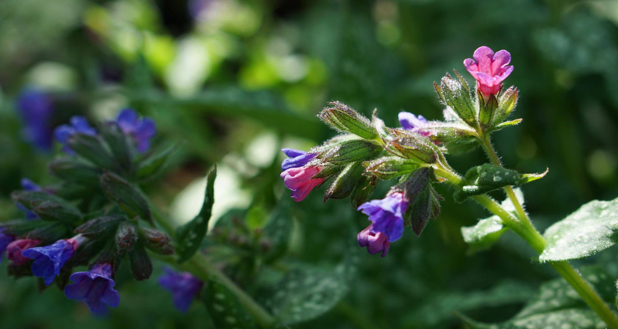 Pulmonaria