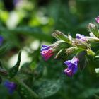 Pulmonaria