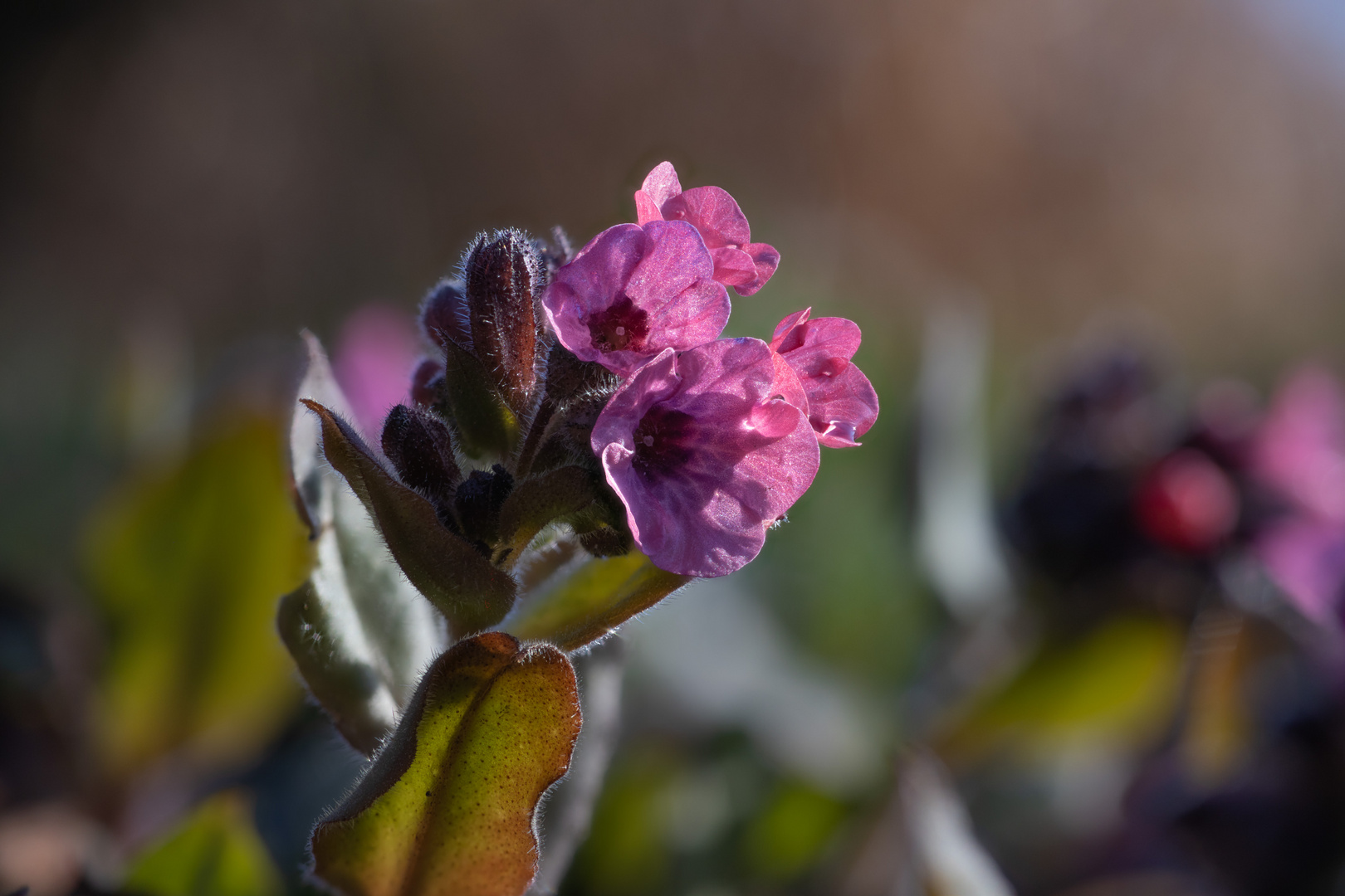 Pulmonaria I