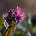 Pulmonaria I