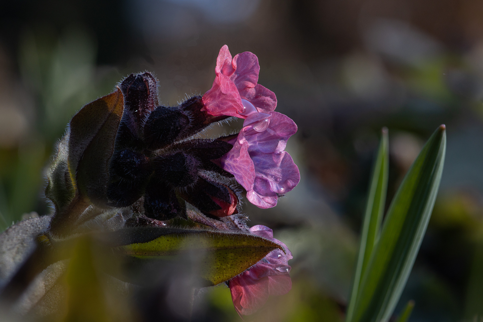 Pulmonaria II