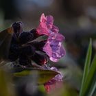 Pulmonaria II