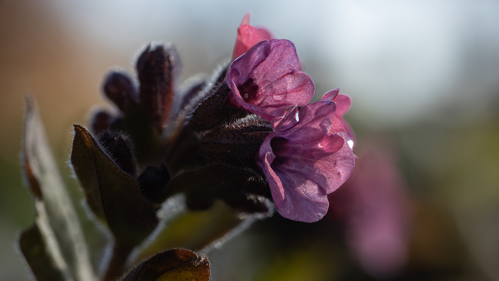 Pulmonaria IV