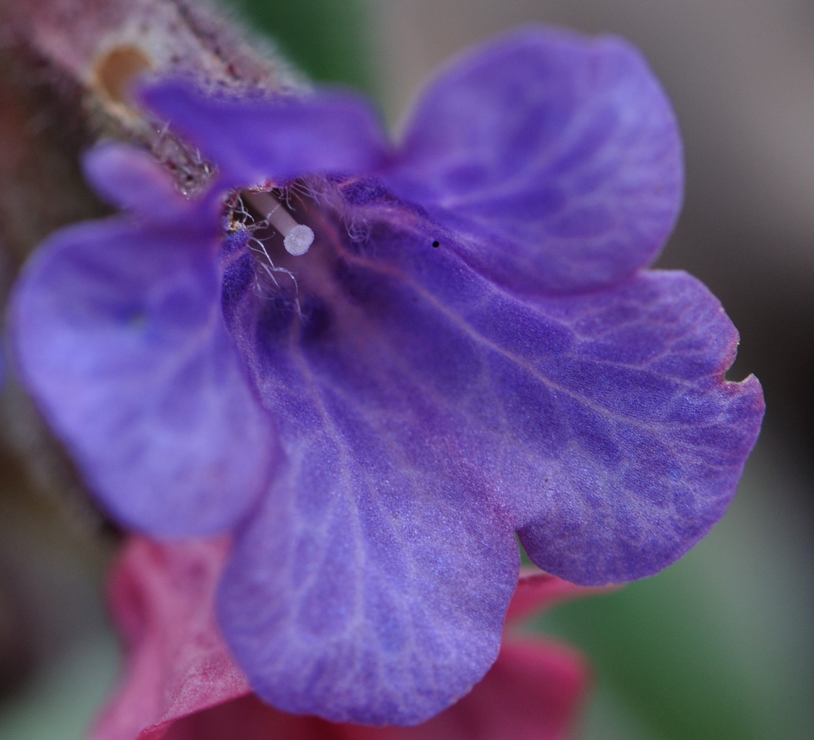 Pulmonaria officinalis 1