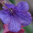 Pulmonaria officinalis 1