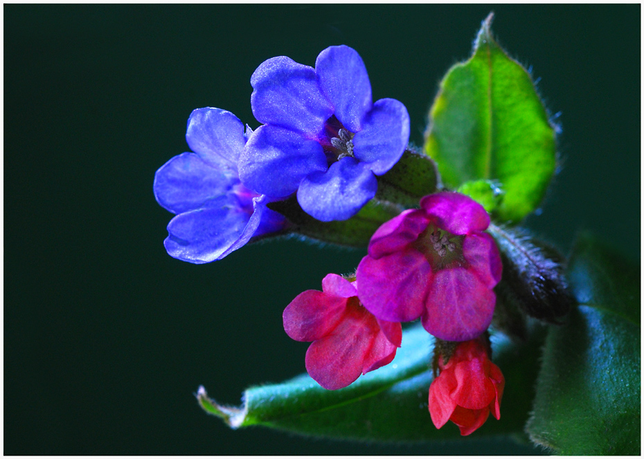 Pulmonaria officinalis