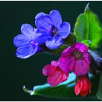 Pulmonaria officinalis