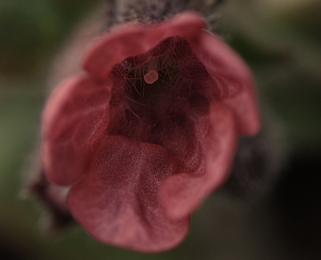 Pulmonaria officinalis