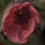 Pulmonaria officinalis