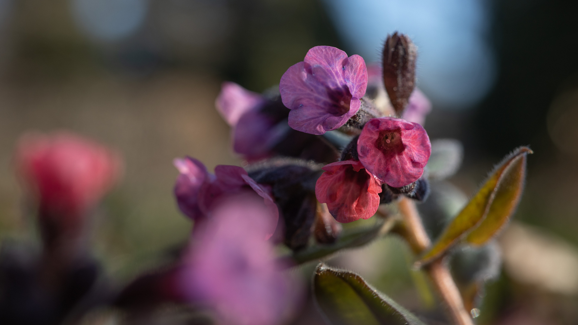 Pulmonaria V